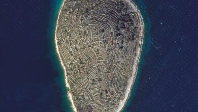 Serper 1769036014034